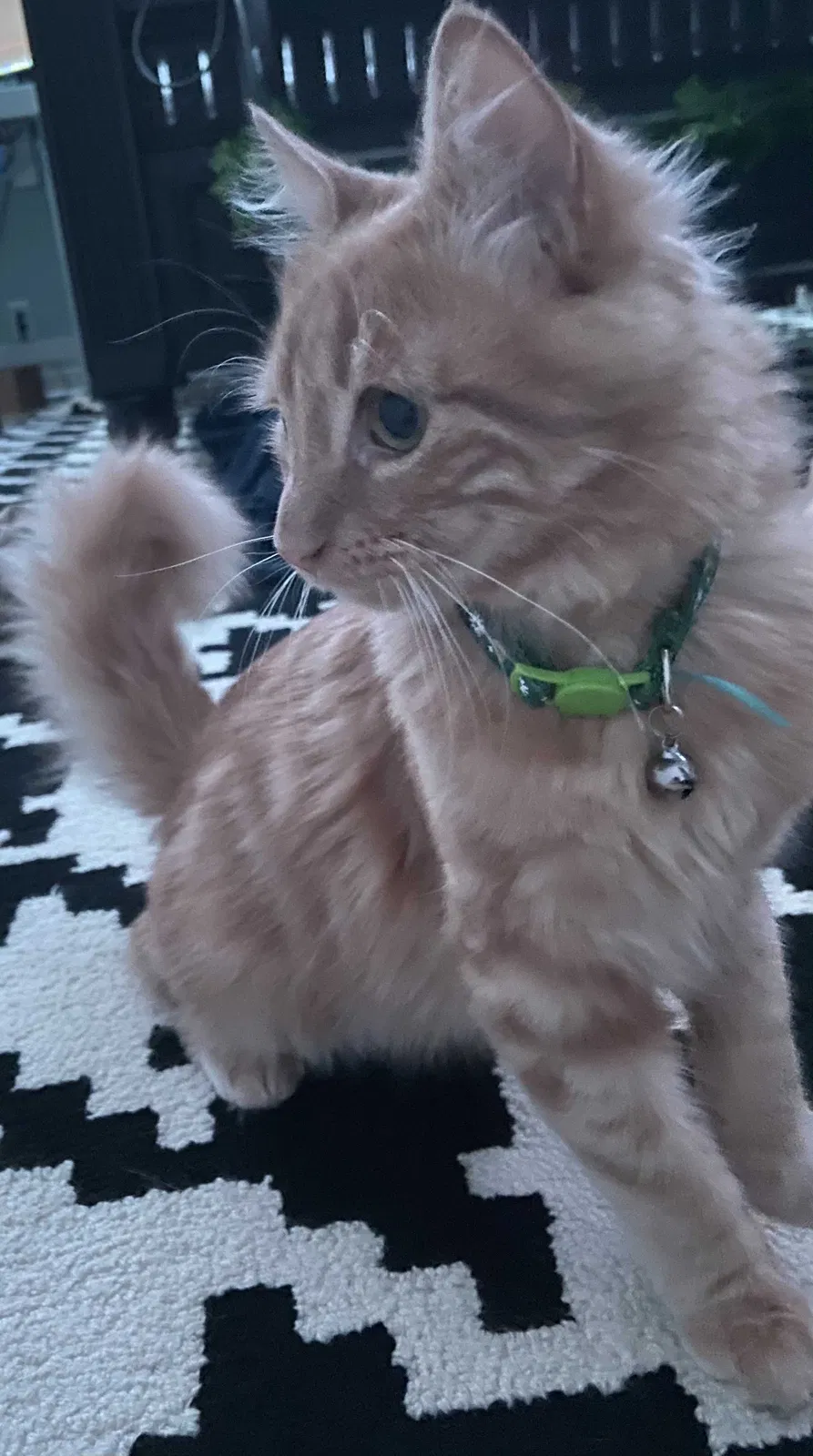Lost cat in Claremont, CA, 91711
