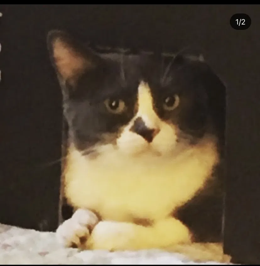 Lost cat in Los Angeles, CA, 90066