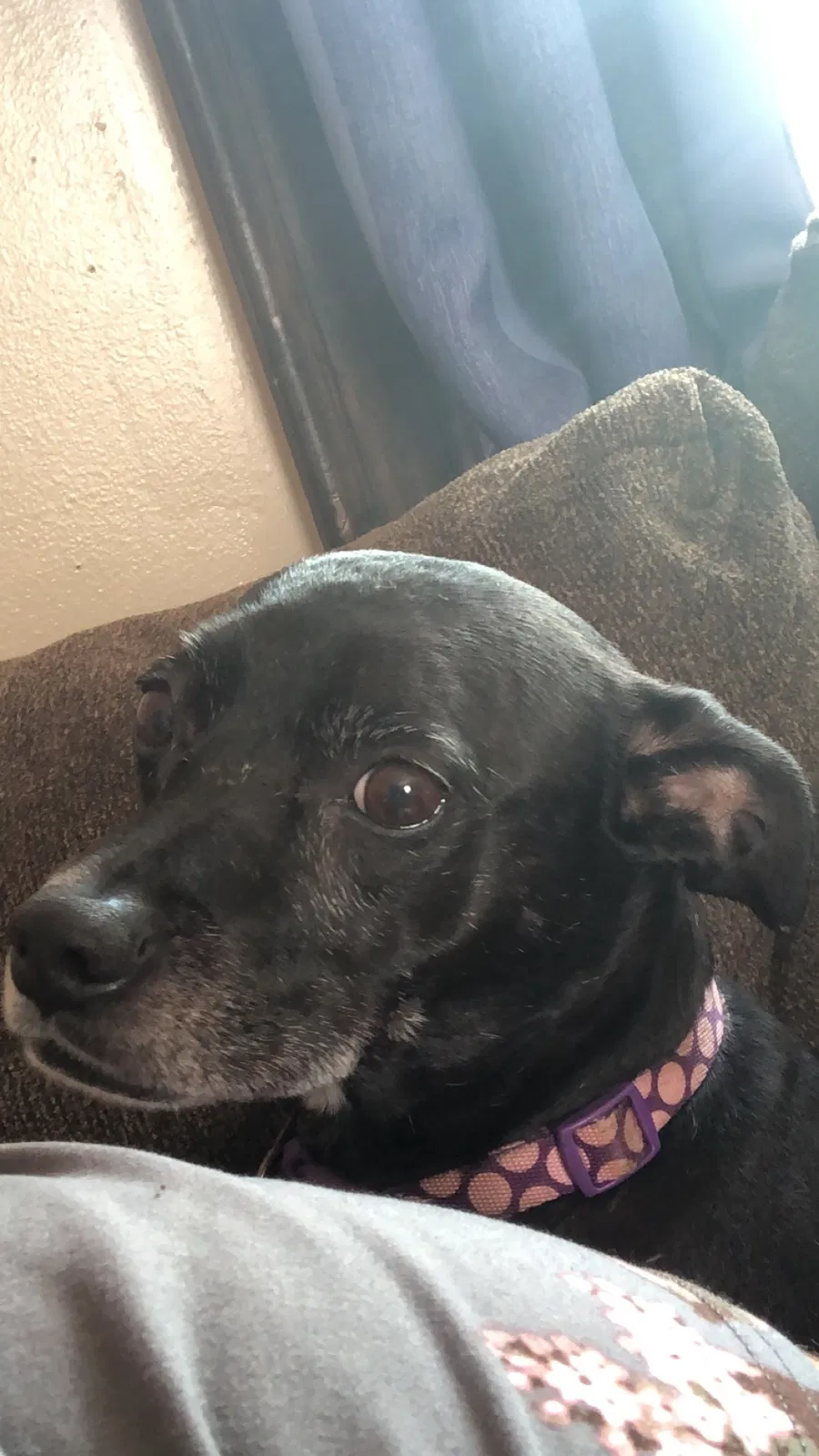 Lost dog in Cleveland, NC, 27013