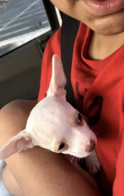 Lost dog in Rio Rancho, NM, 87144
