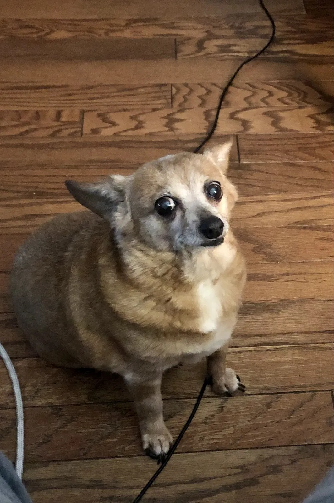 Lost dog in Oklahoma City, OK, 73115