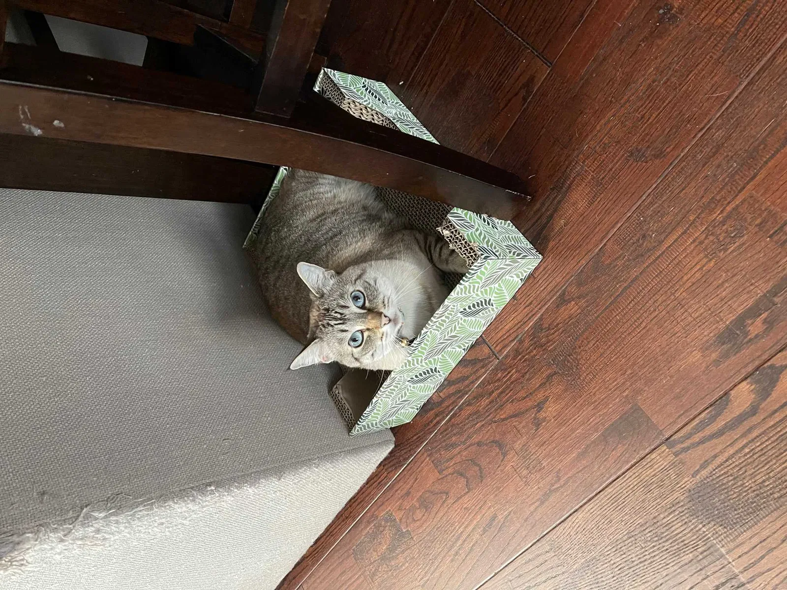 Lost cat in Fountain Valley, CA, 92708