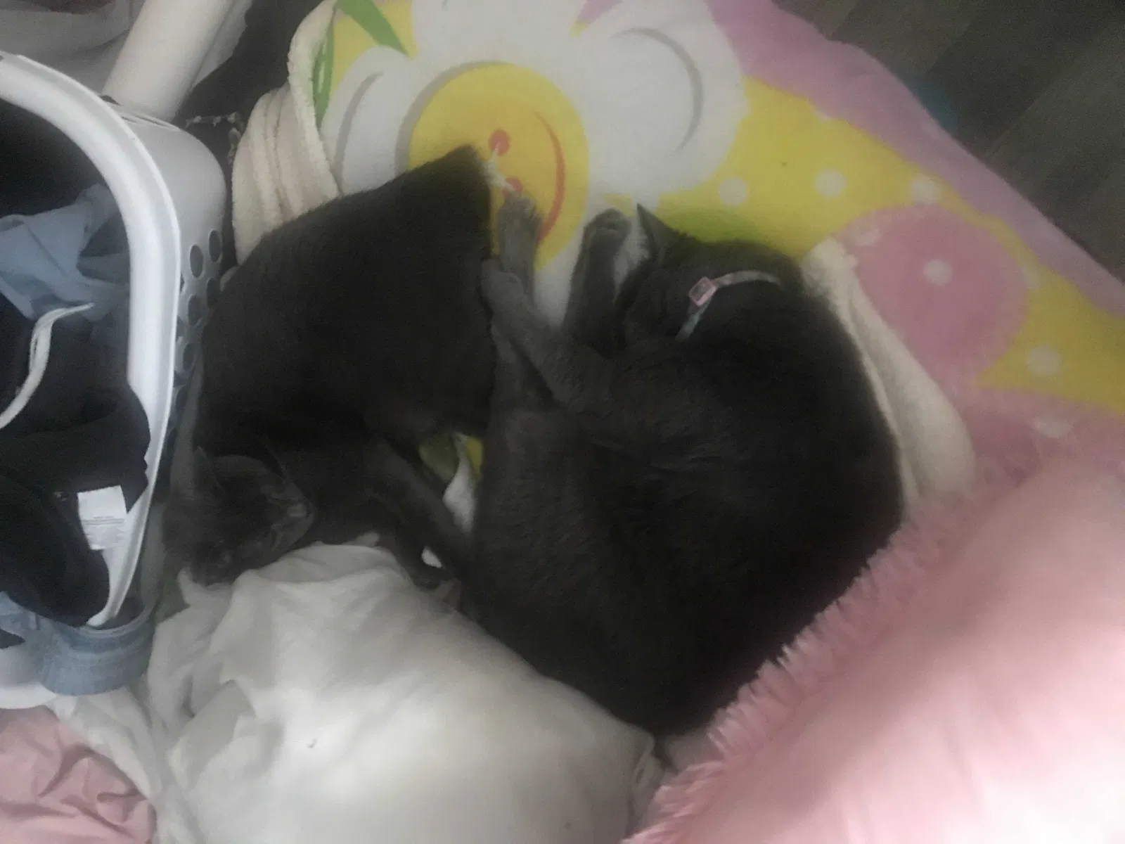 Lost cat in Nampa, ID, 83686