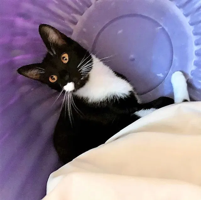 Lost cat in Boynton Beach, FL, 33426