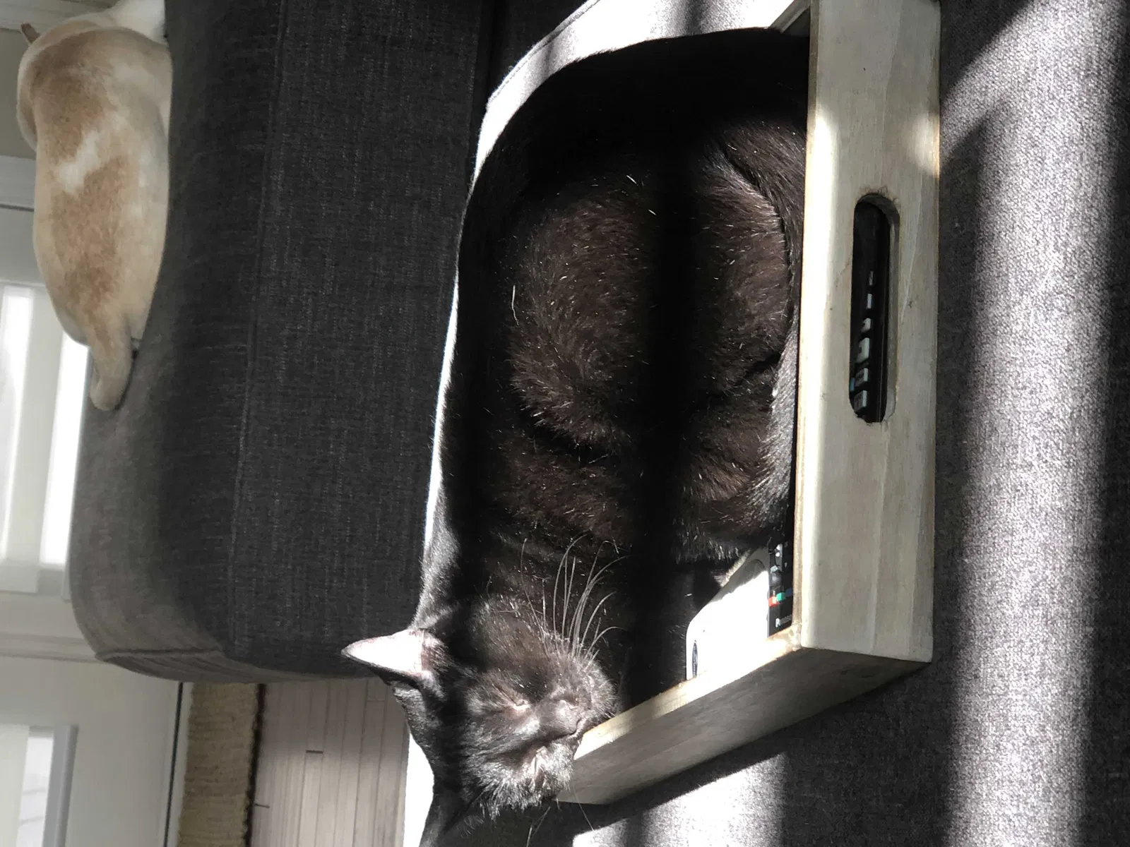 Lost cat in Reno, NV, 89511