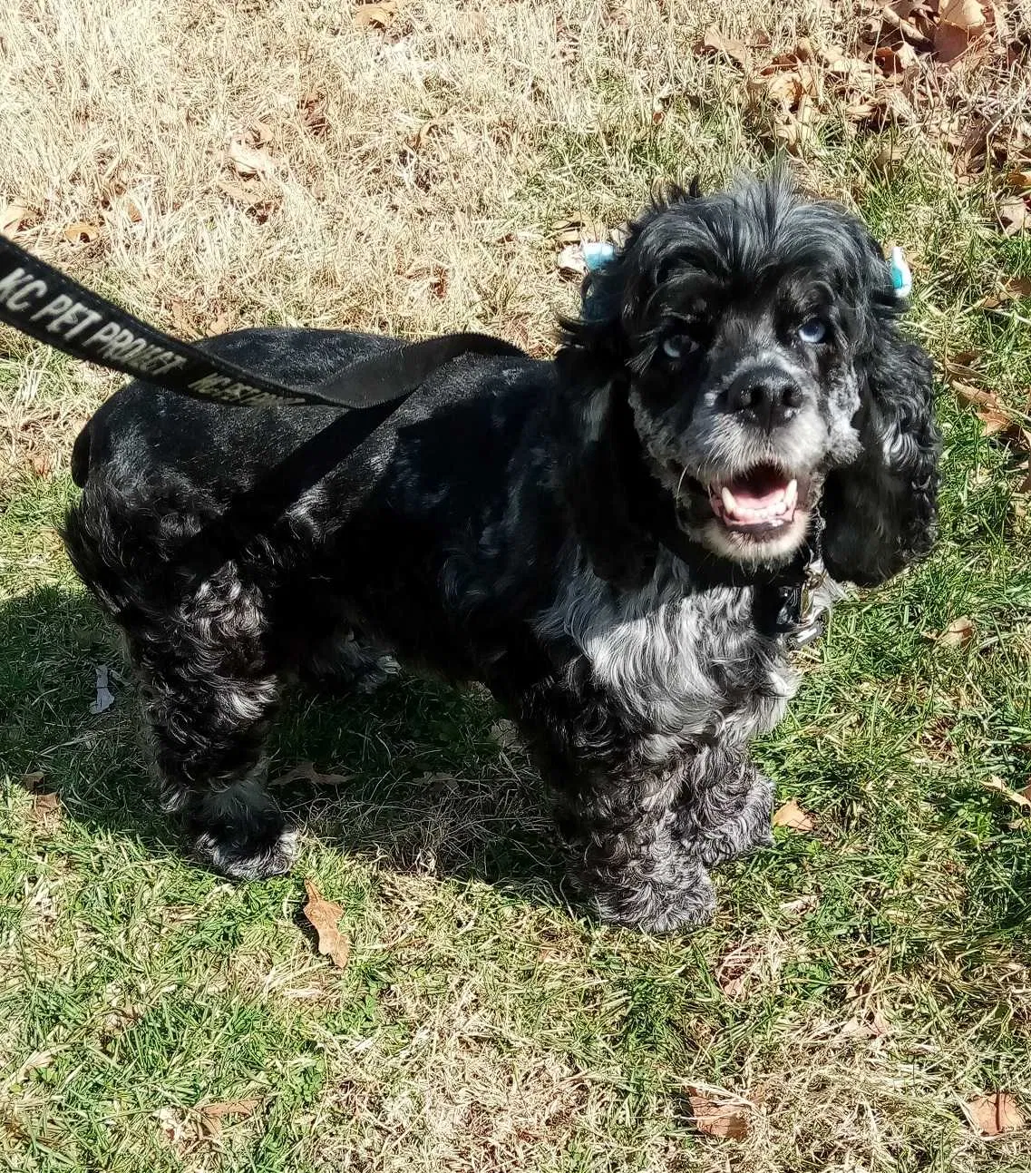 Lost dog in Kansas City, KS, 66101