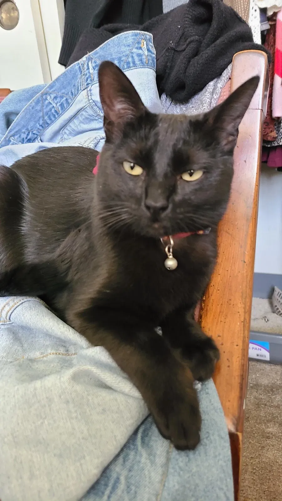 Lost cat in Petaluma, CA, 94952
