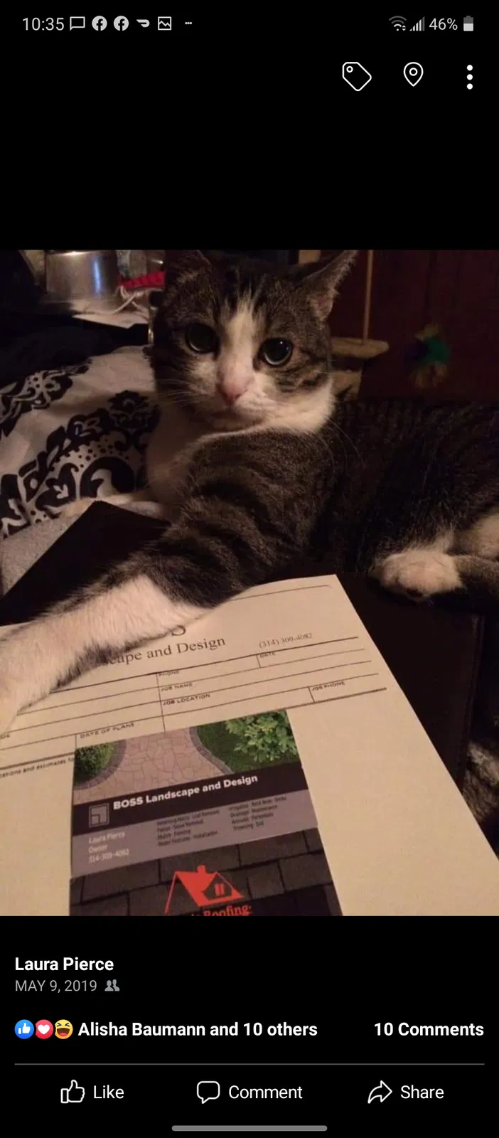 Lost cat in Saint Augustine, FL, 32086