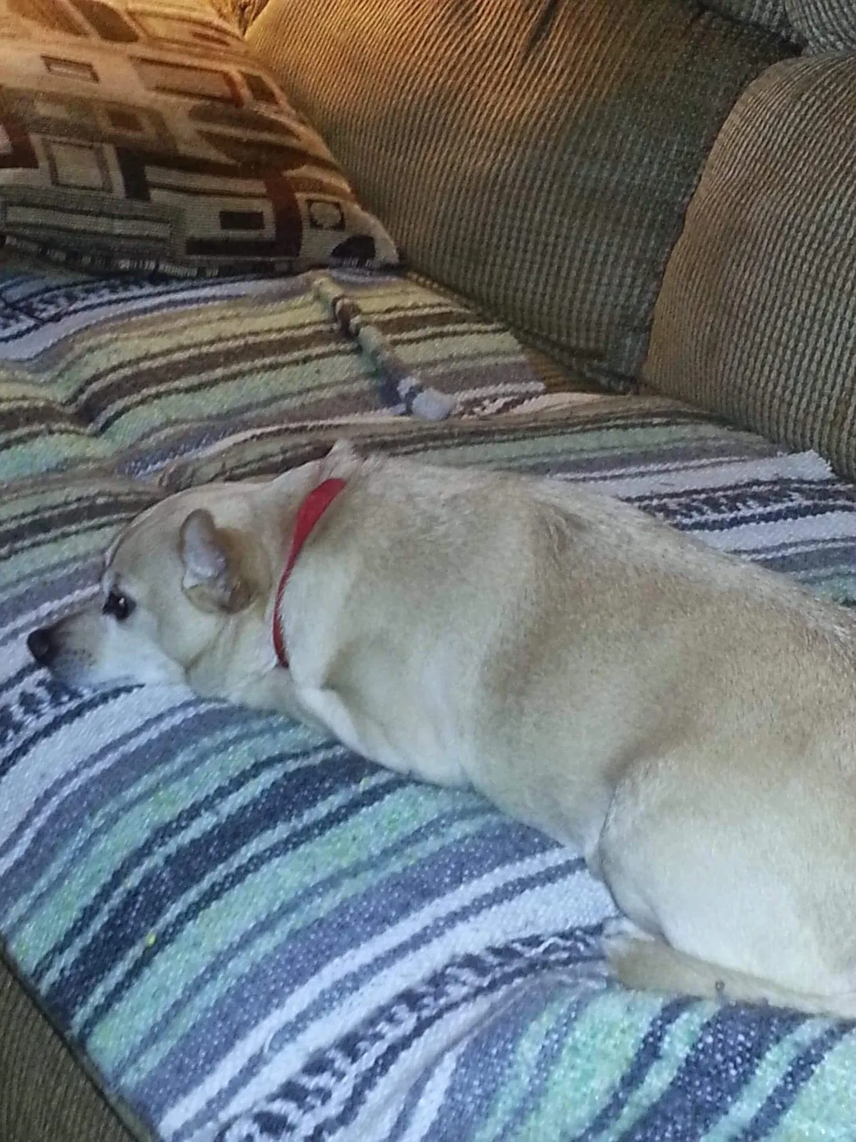 Lost dog in Woodstock, GA, 30188