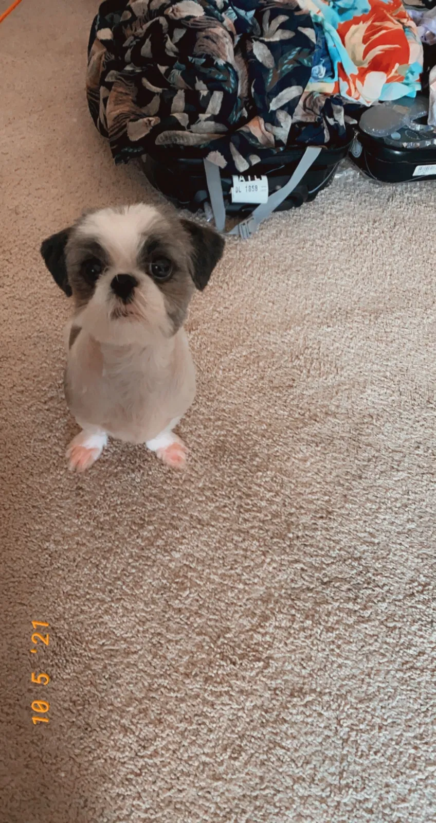 Lost dog in Covington, GA, 30014