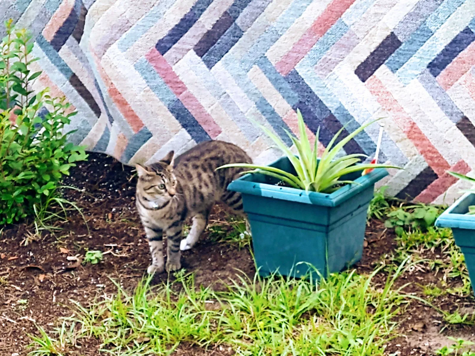 Lost cat in Land O Lakes, FL, 34638