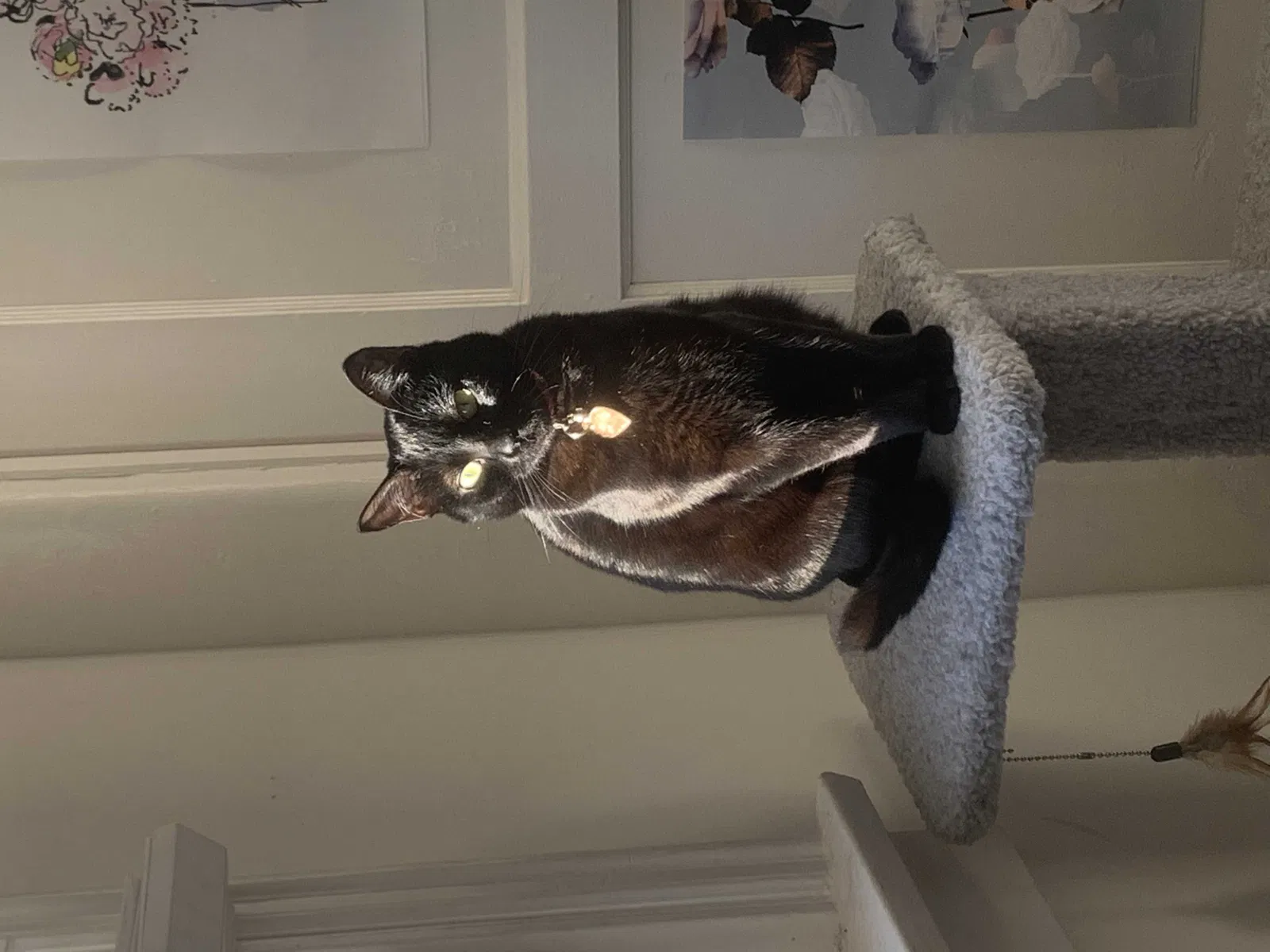 Lost cat in San Diego, CA, 92105