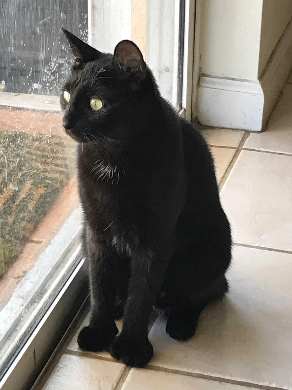 Lost cat in Lake Mary, FL, 32746