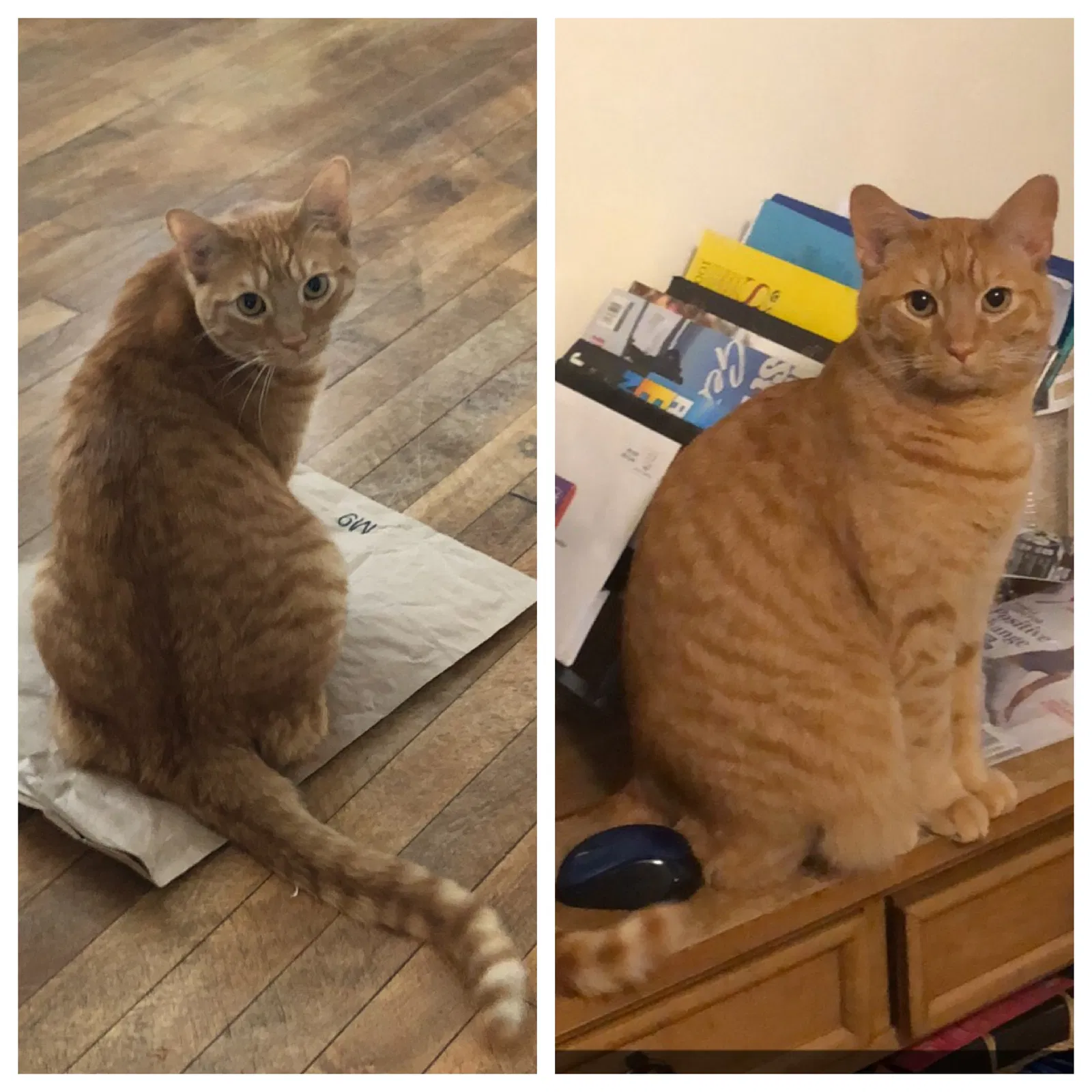 Lost cat in Minneapolis, MN, 55419