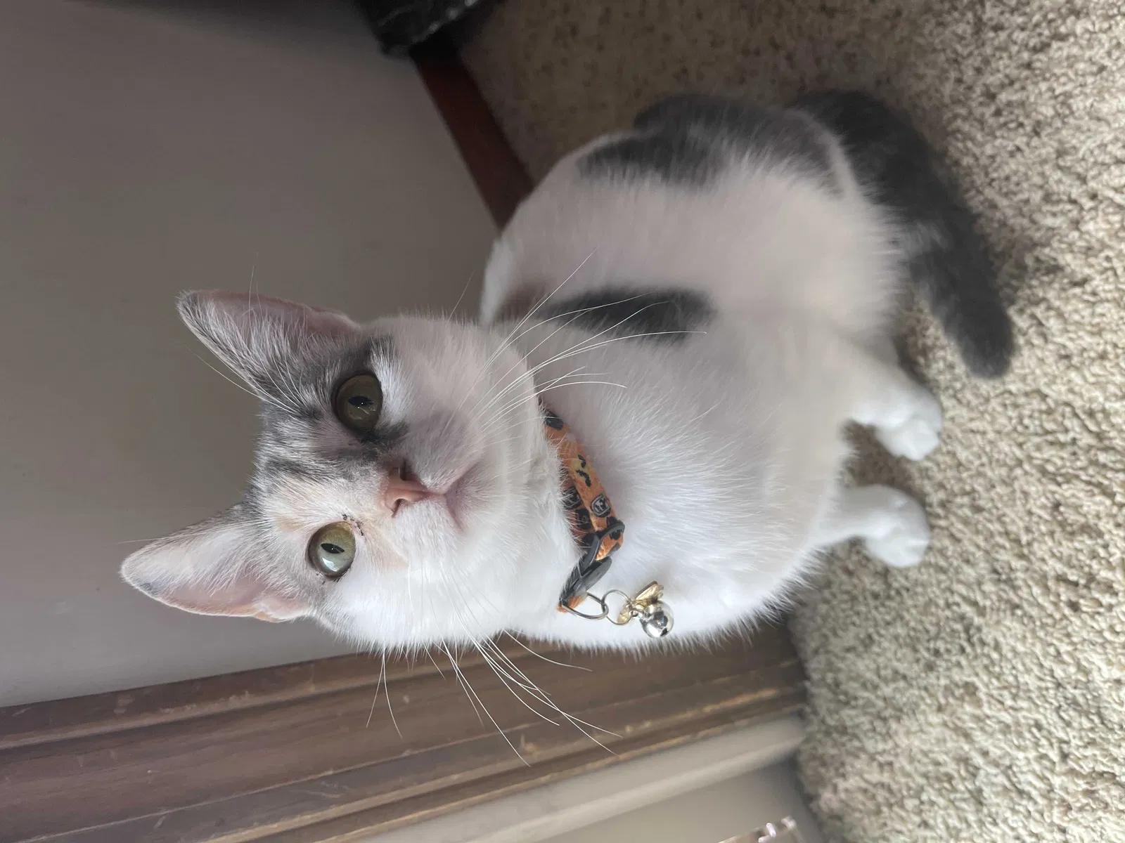 Lost cat in Raymore, MO, 64083