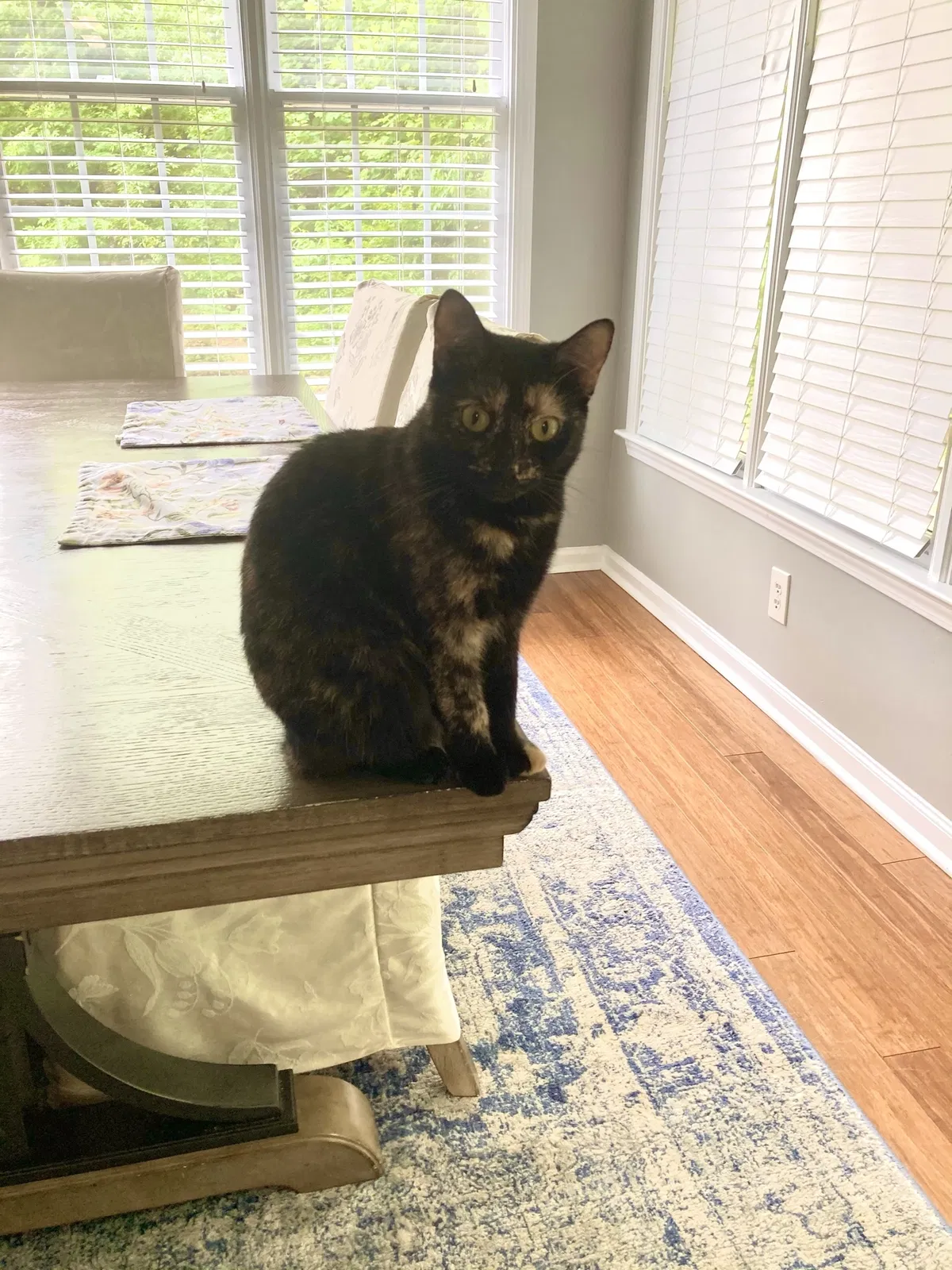 Lost cat in Lawrenceville, GA, 30044