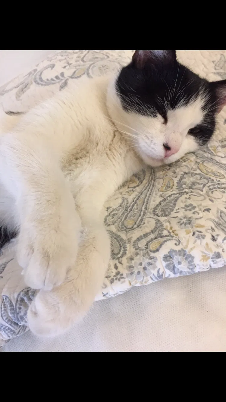 Lost cat in Porterville, CA, 93257