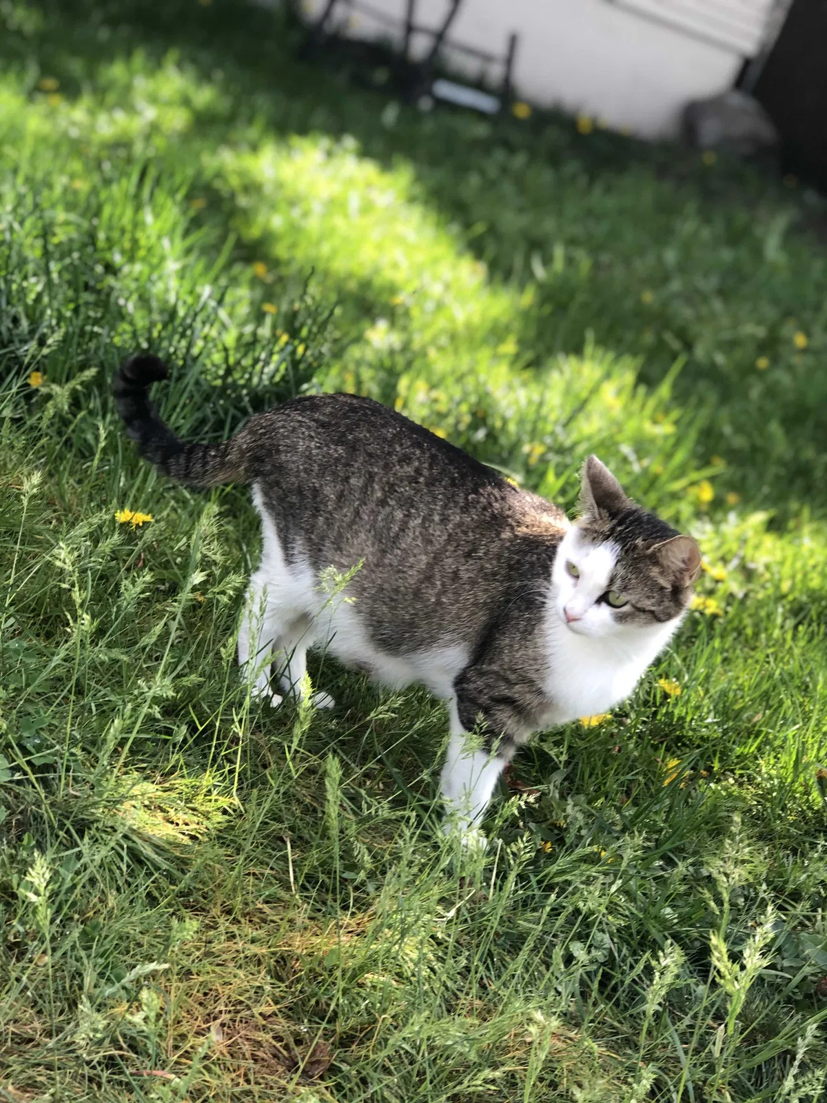 Lost cat in Spokane, WA, 99201