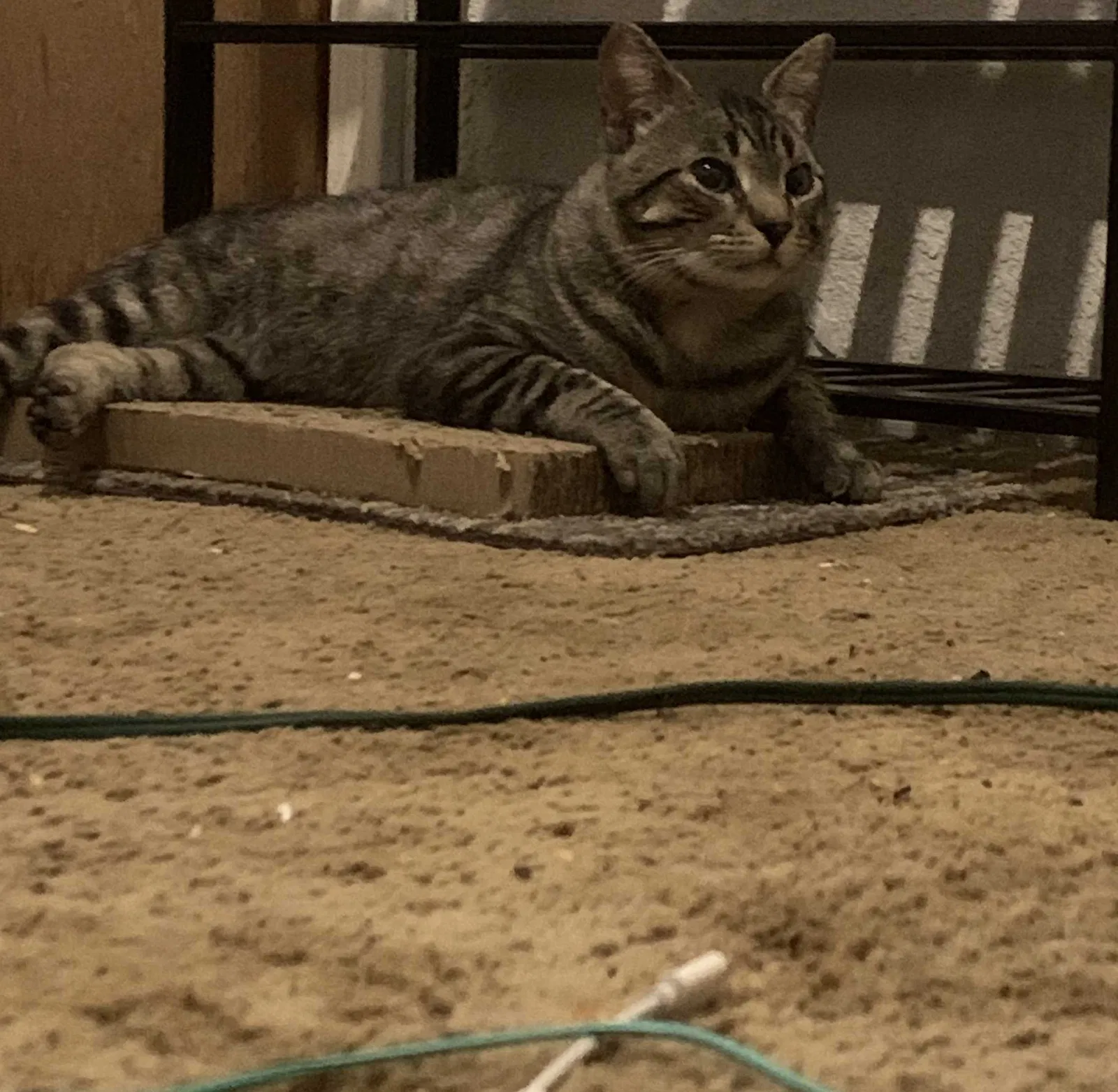 Lost cat in Fresno, CA, 93722