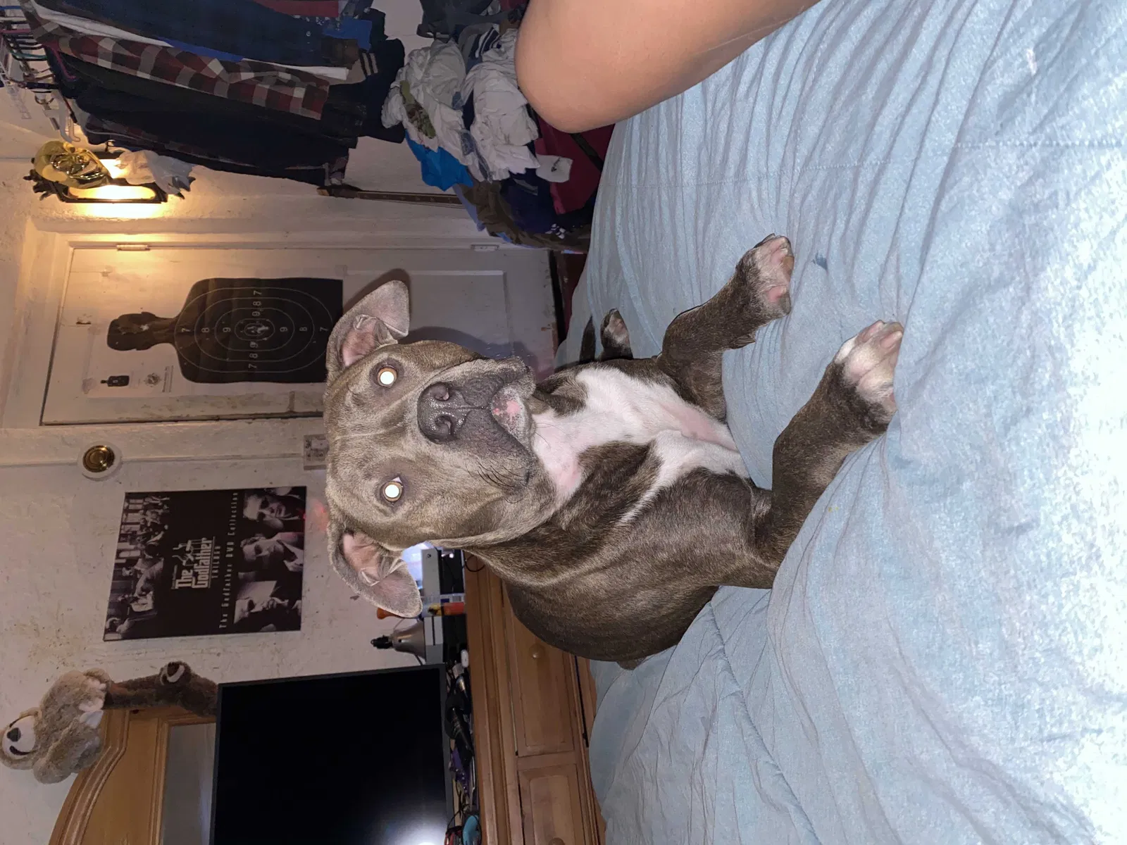Lost dog in San Bernardino, CA, 92405