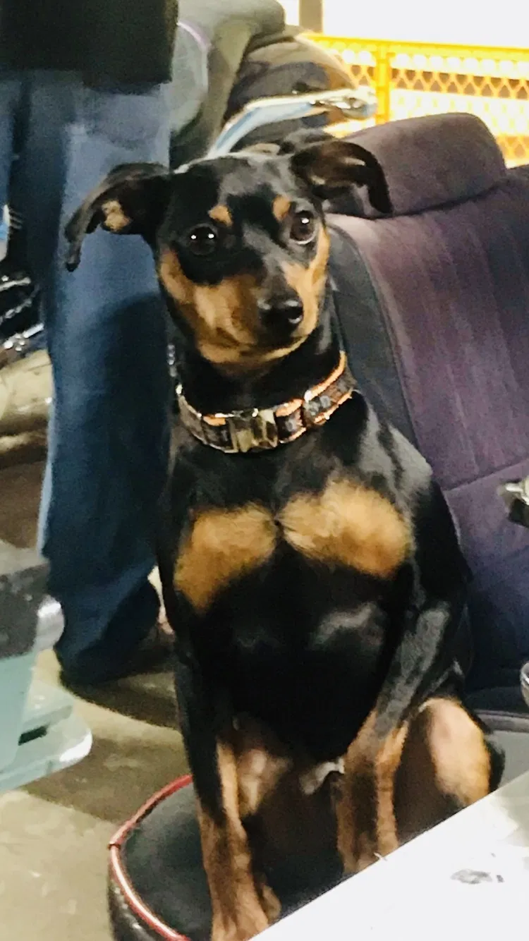 Lost dog in Dayton, MN, 55327