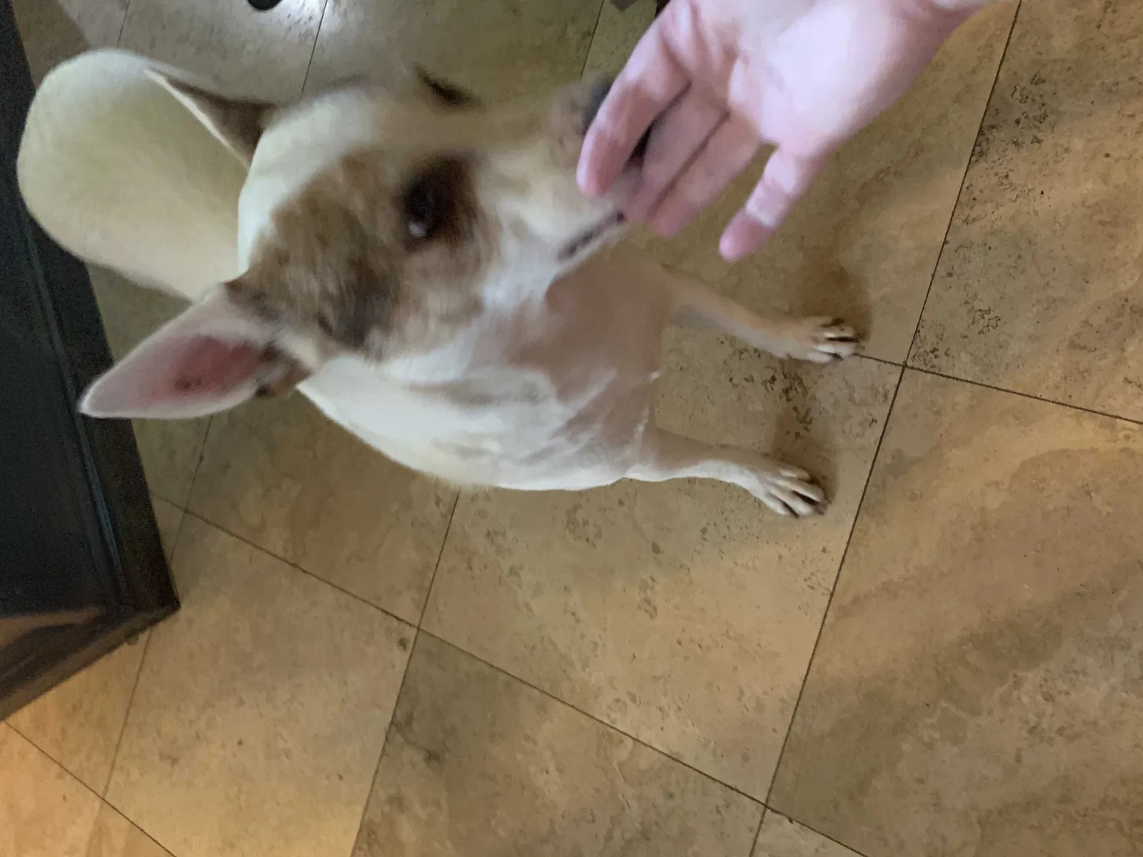 Found dog in Lubbock, TX, 79416