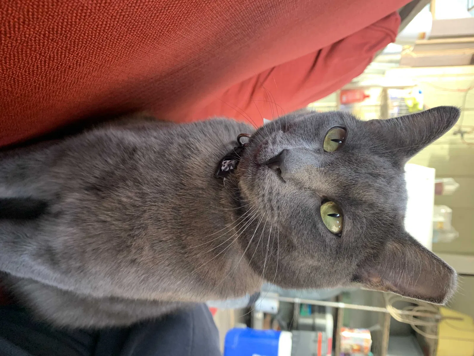 Lost cat in Denton, TX, 76207