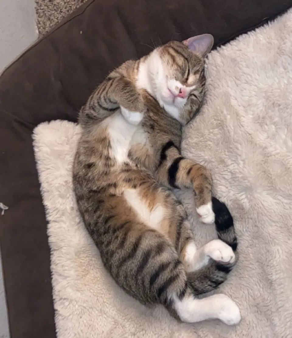 Lost cat in Olathe, KS, 66061