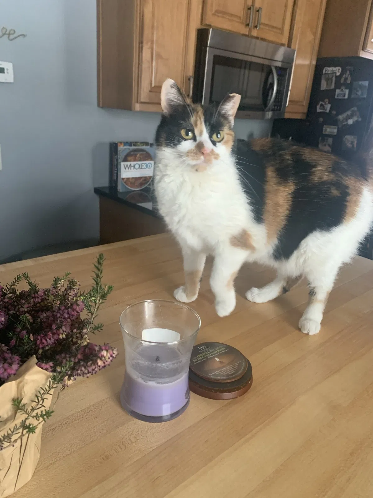 Lost cat in Minneapolis, MN, 55416