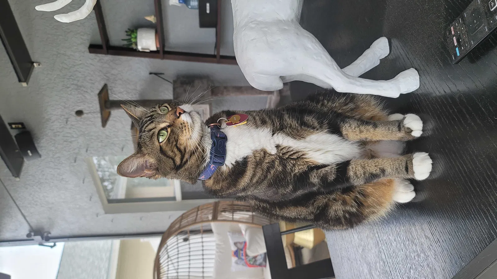 Lost cat in Orlando, FL, 32826