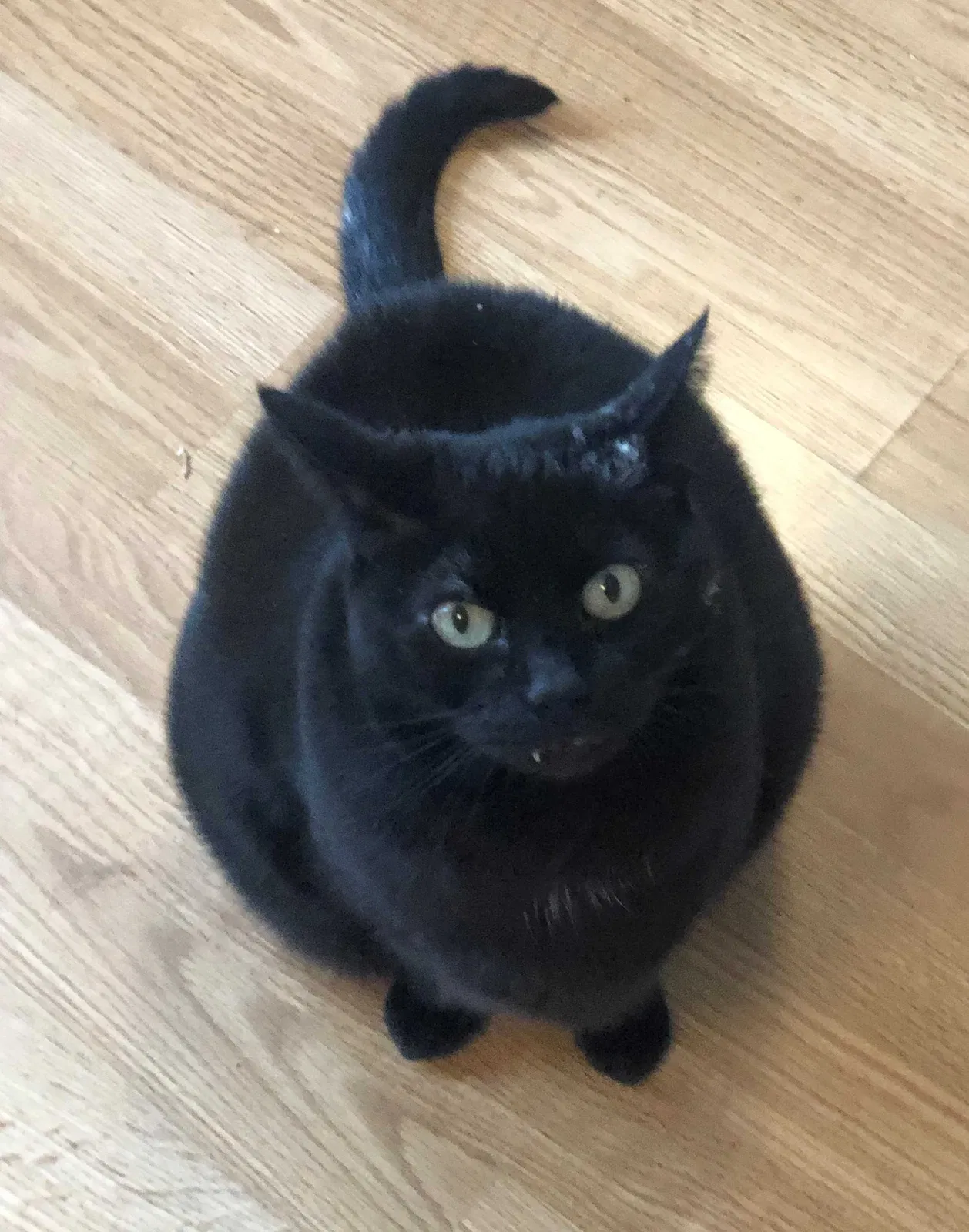 Lost cat in Seattle, WA, 98155