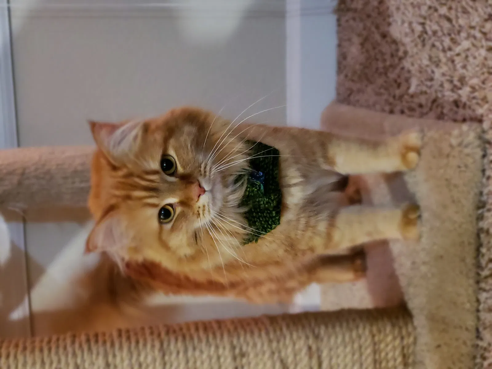 Lost cat in Westminster, CO, 80031