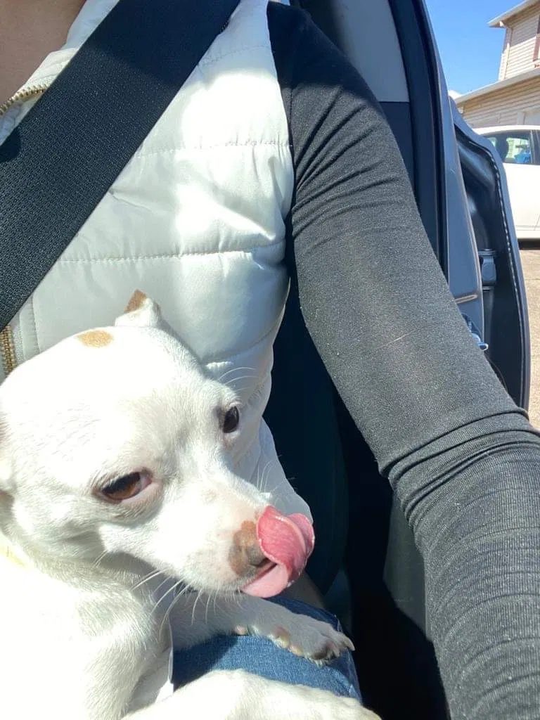 Lost dog in Salem, OR, 97317