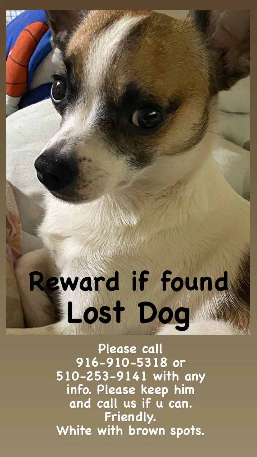 Lost dog in Oakland, CA, 94601