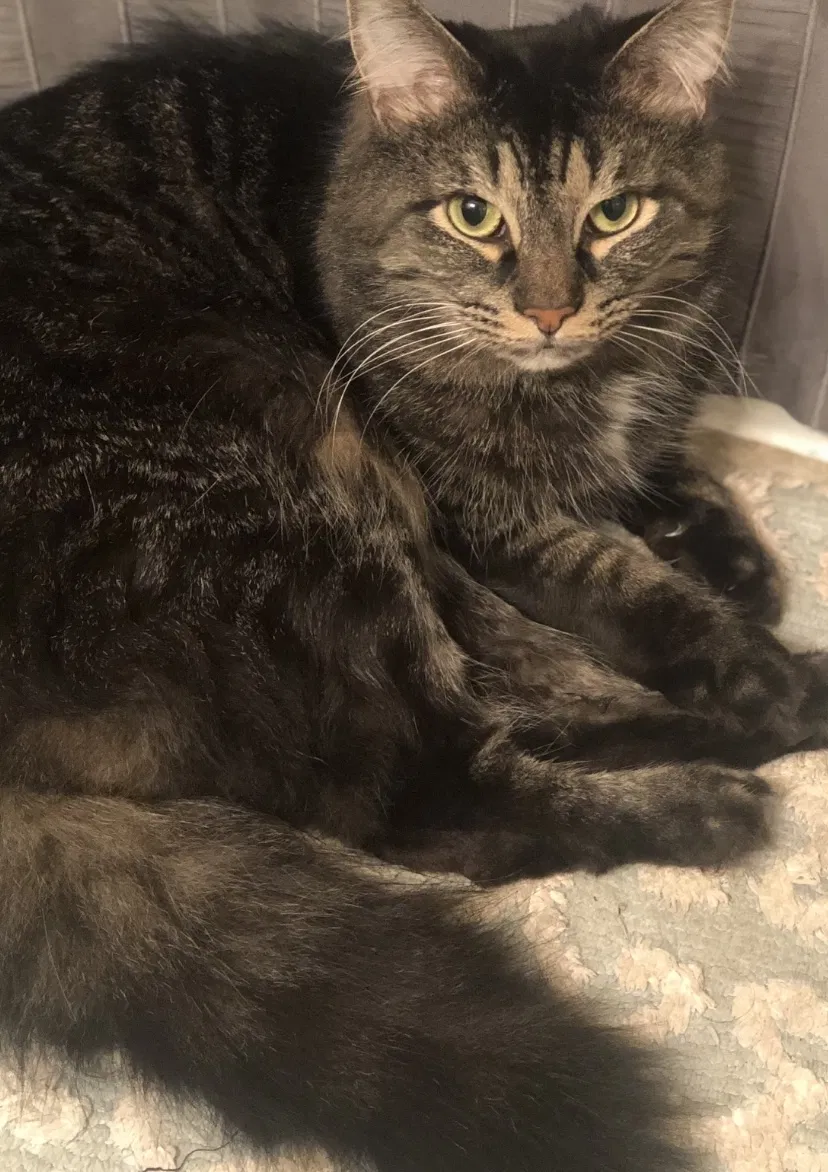 Lost cat in Westerville, OH, 43081
