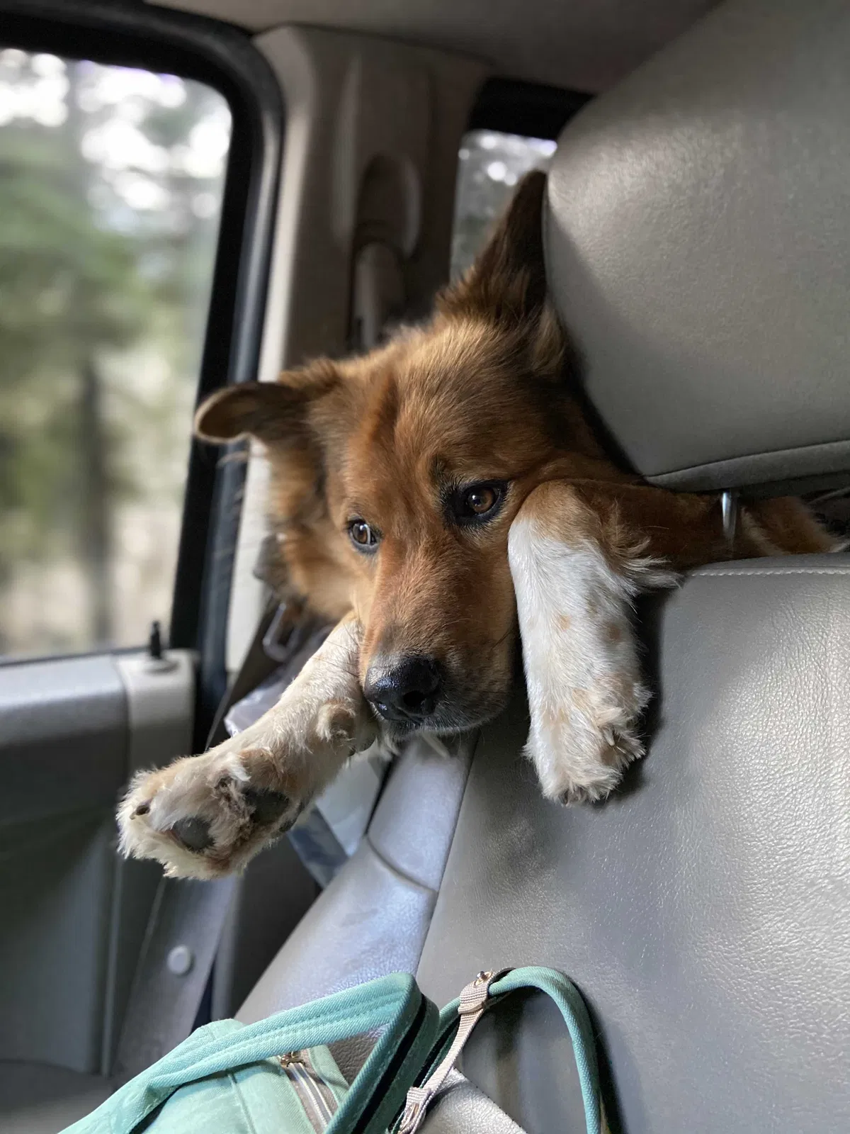 Lost dog in Salem, OR, 97317