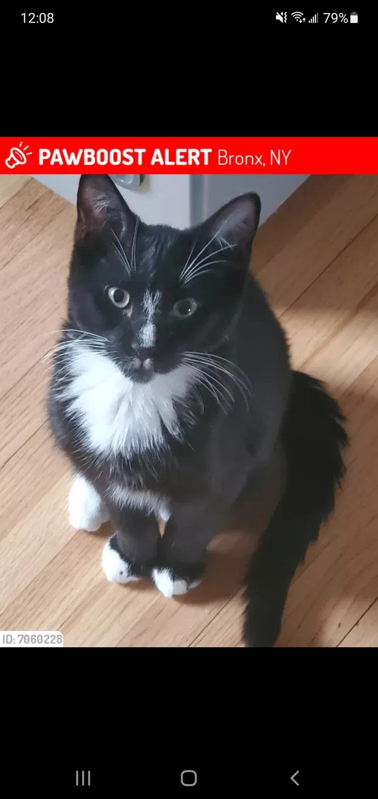 Lost cat in Bronx, NY, 10461