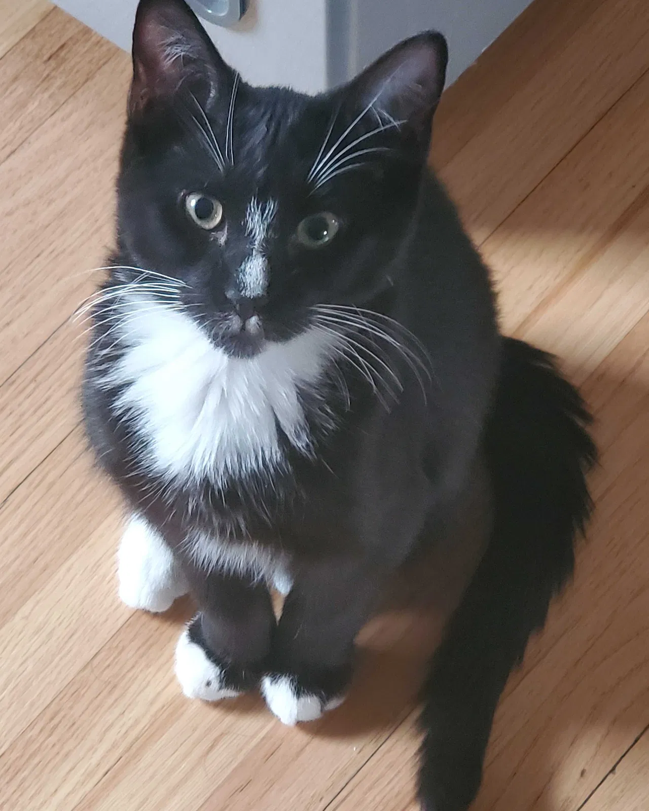 Lost cat in Bronx, NY, 10461