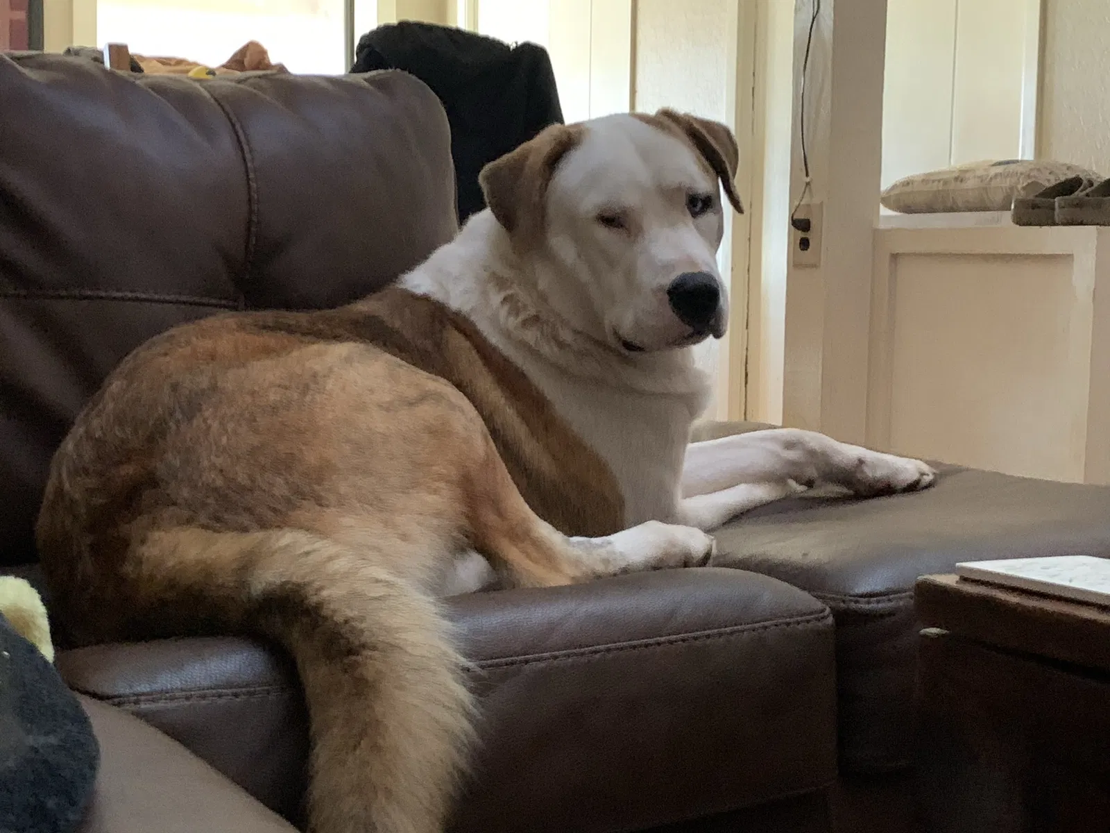 Lost dog in Abilene, TX, 79603
