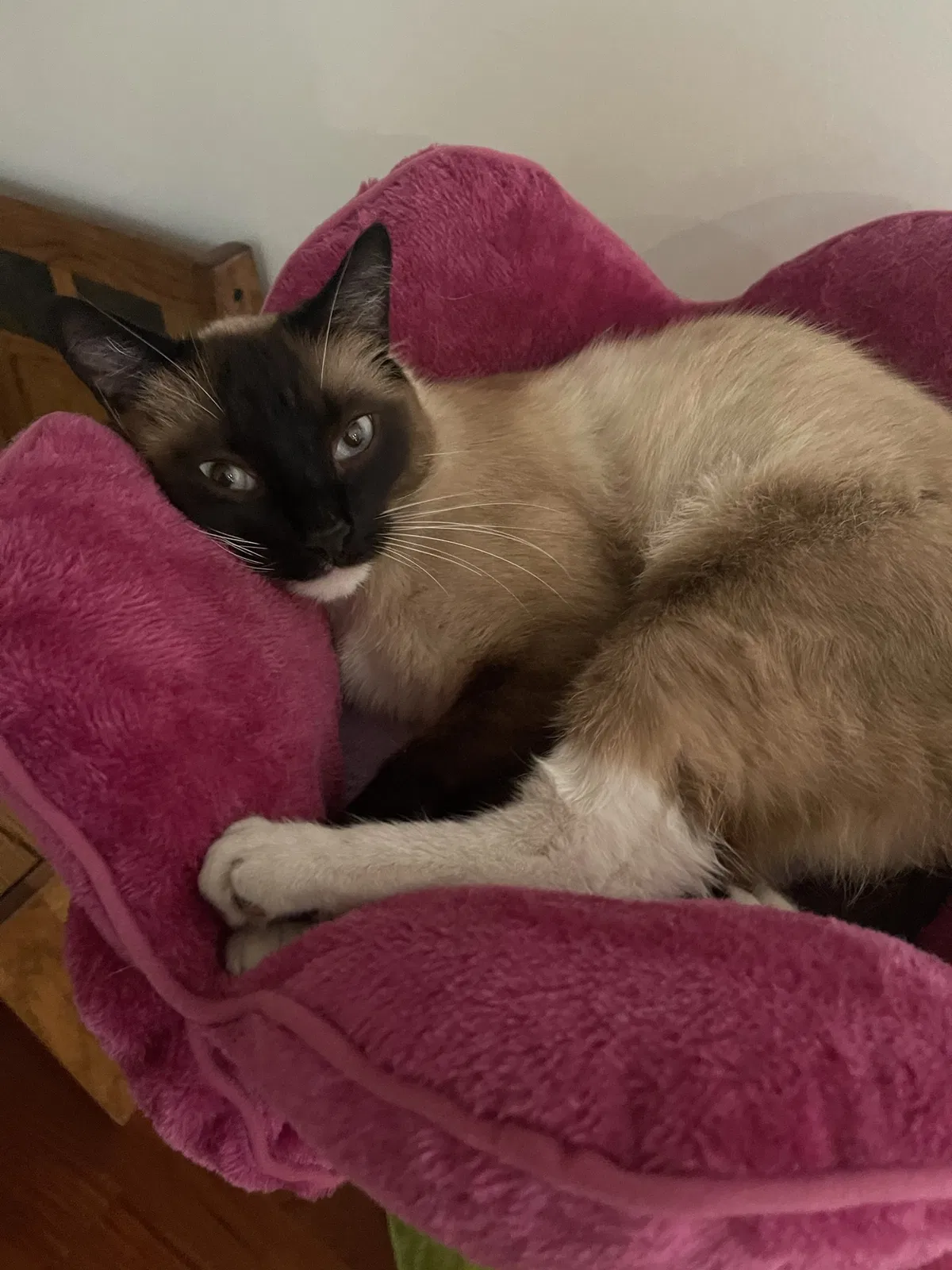 Lost cat in West Hollywood, CA, 90069