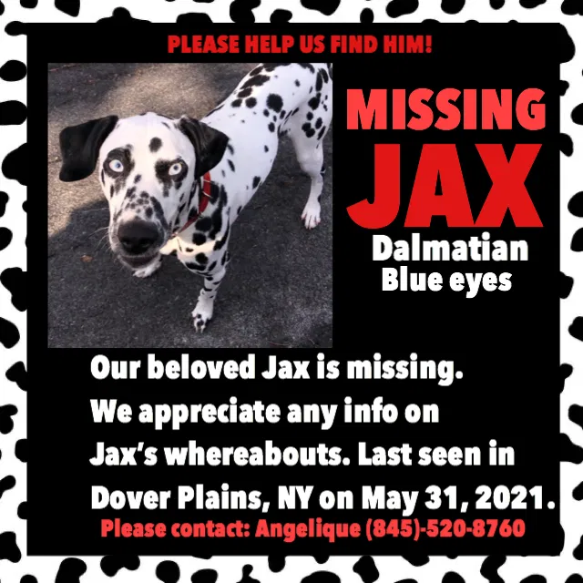 Lost dog in Dover Plains, NY, 12522