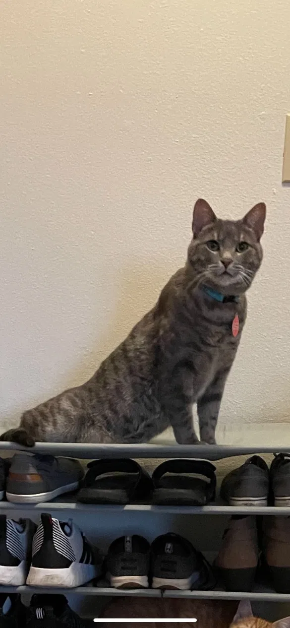 Lost cat in Iowa City, IA, 52240
