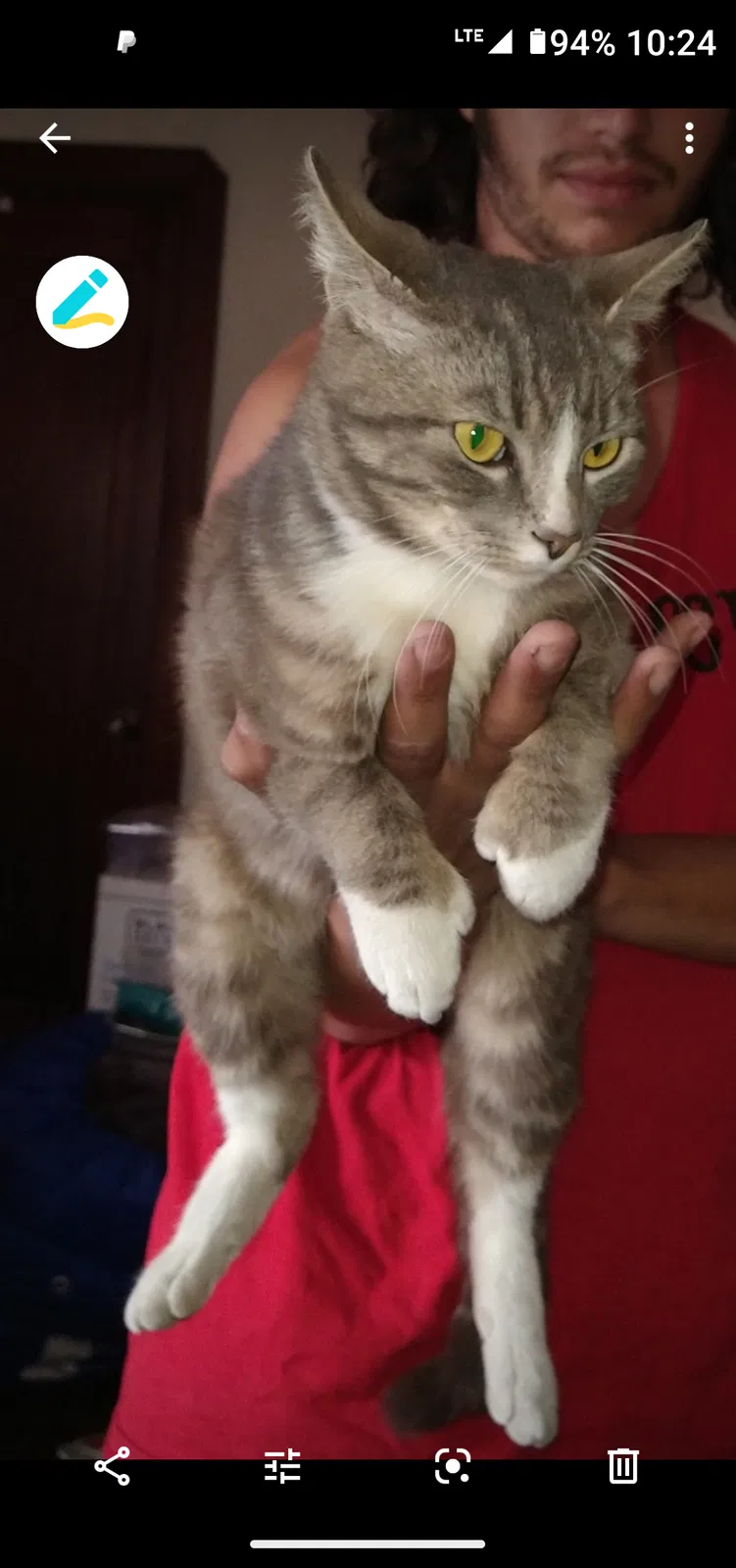 Lost cat in Alameda, CA, 94501