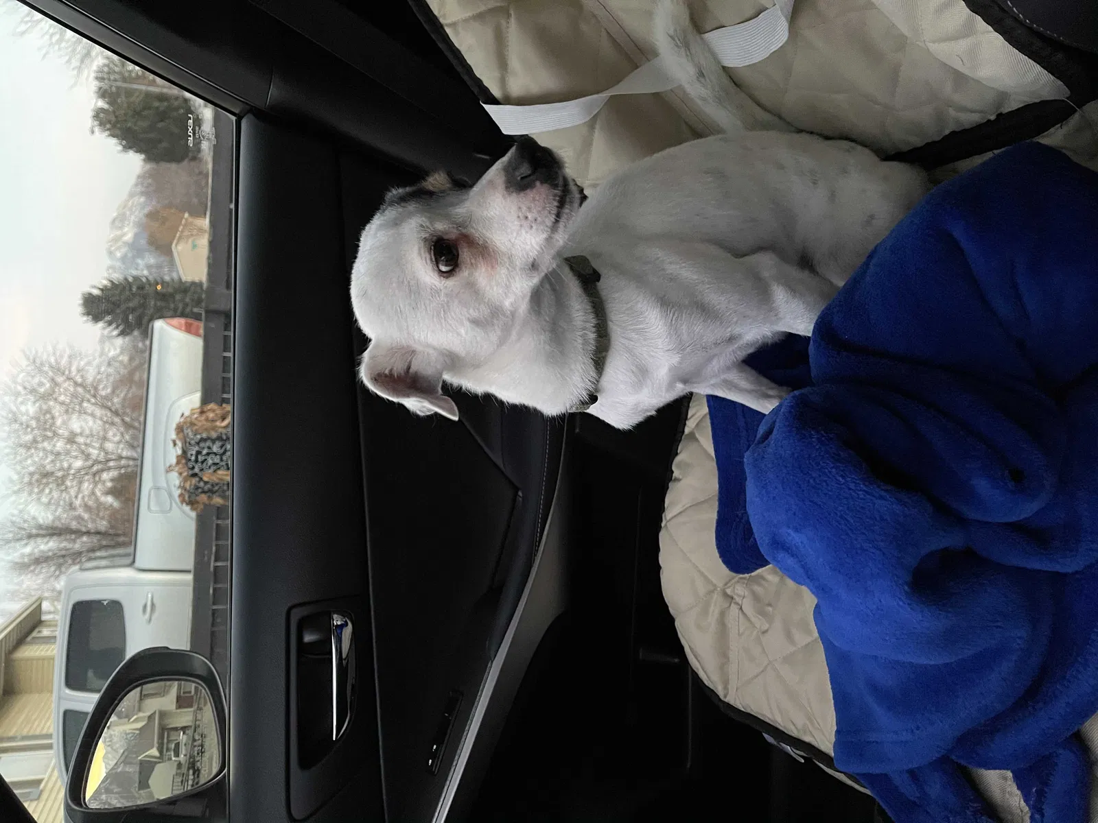 Lost dog in Provo, UT, 84601