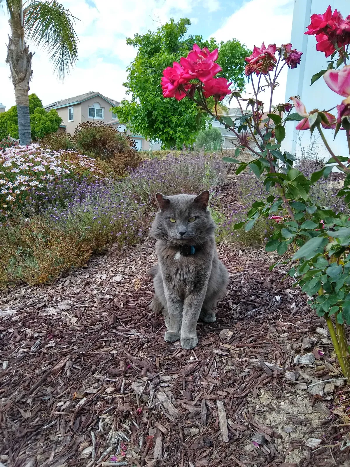 Lost cat in Temecula, CA, 92592