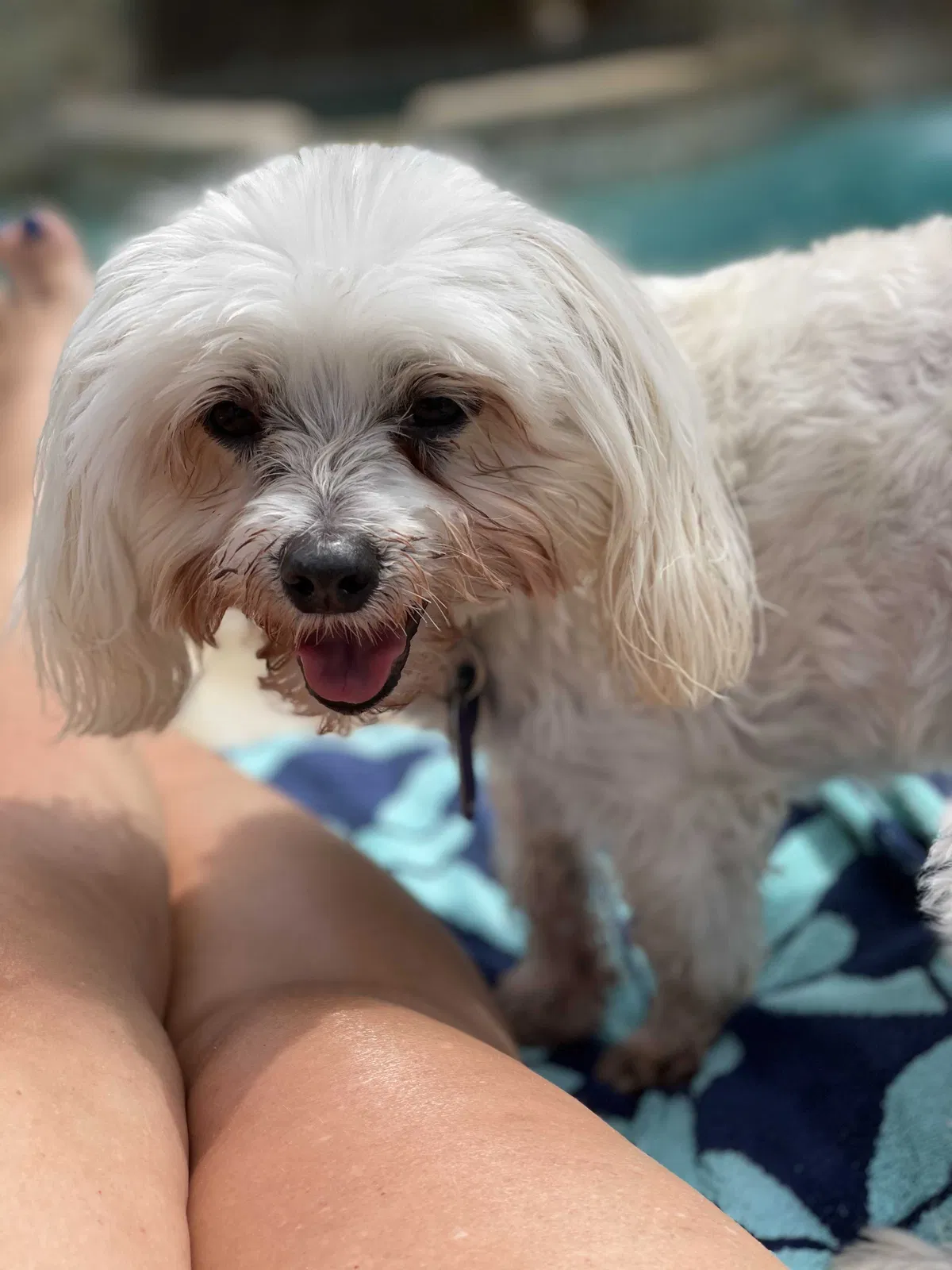 Lost dog in Pickerington, OH, 43147
