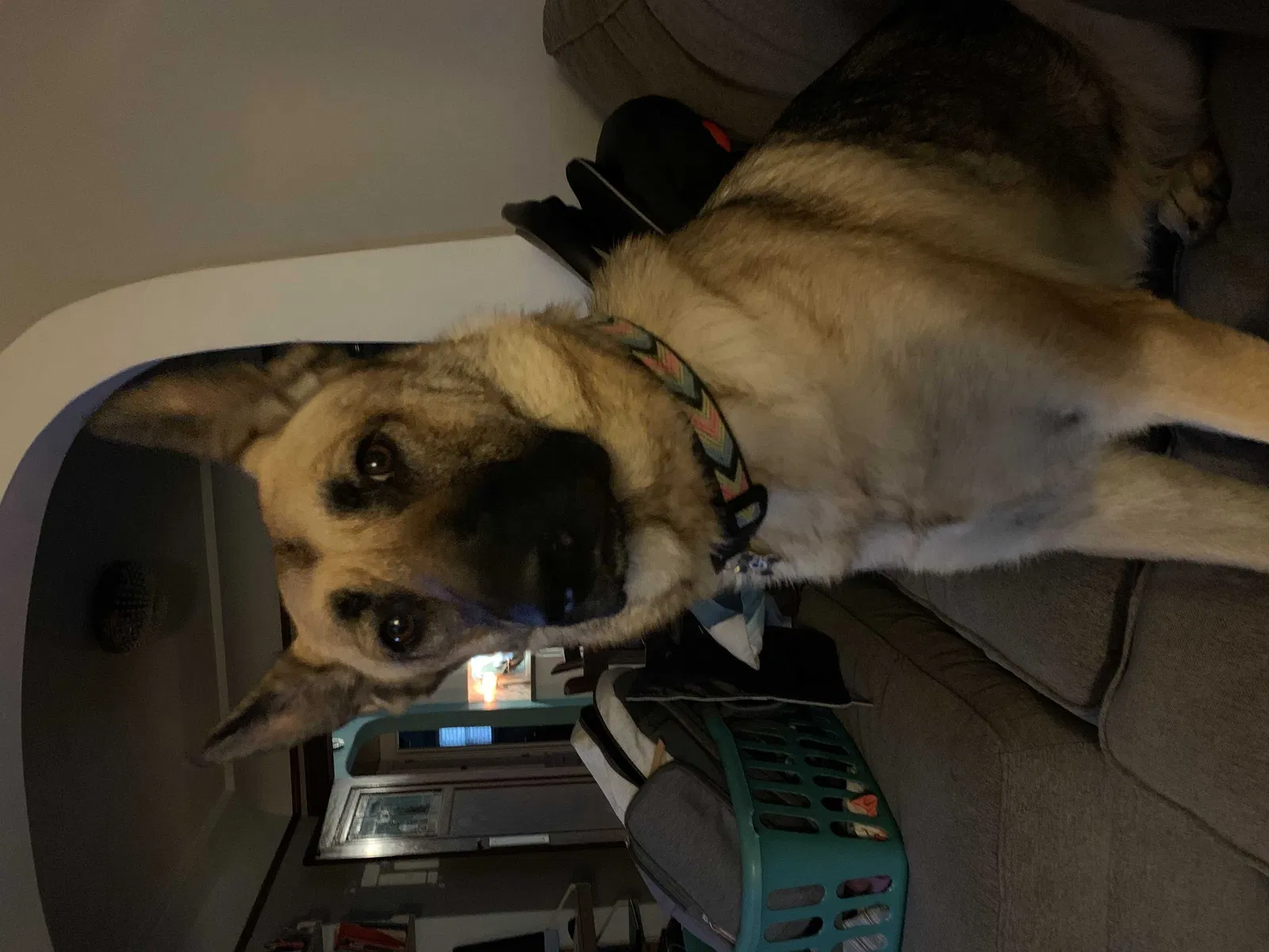 Lost dog in Milwaukee, WI, 53215