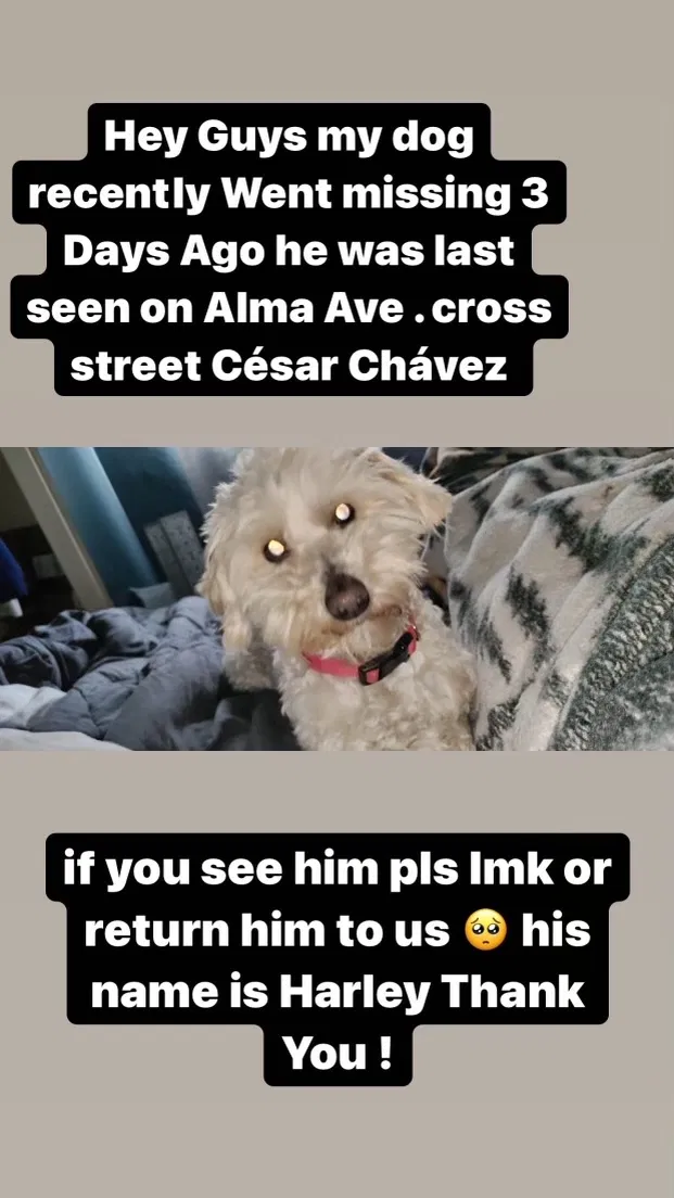 Lost dog in Los Angeles, CA, 90063
