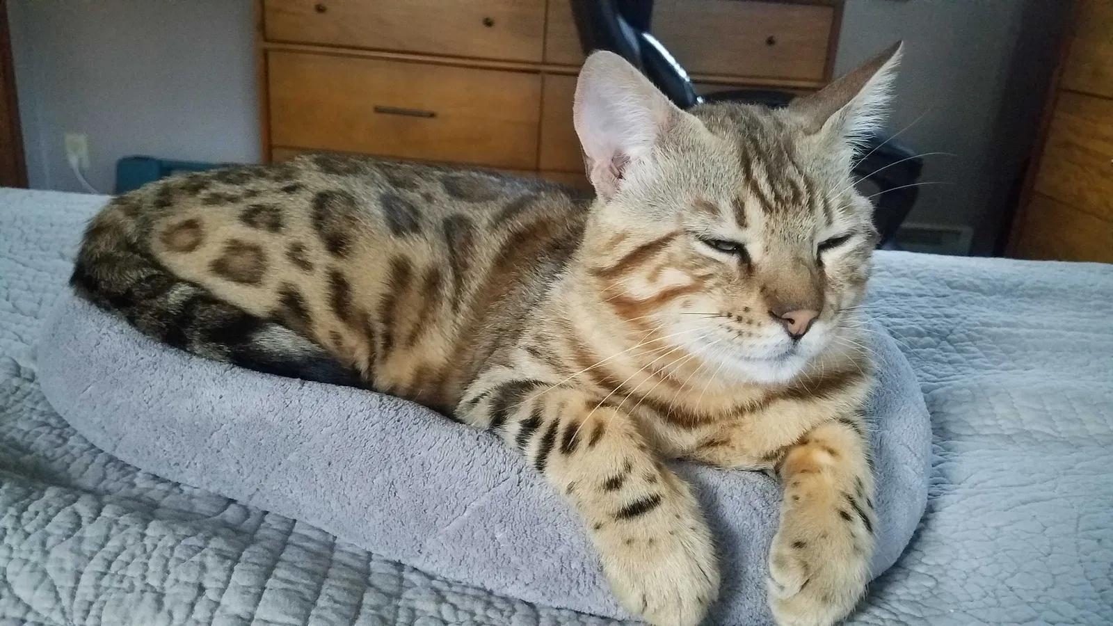 Lost cat in Omaha, NE, 68138