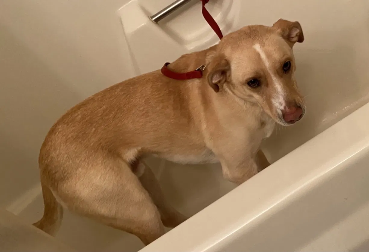 Lost dog in Lake Nebagamon, WI, 54849